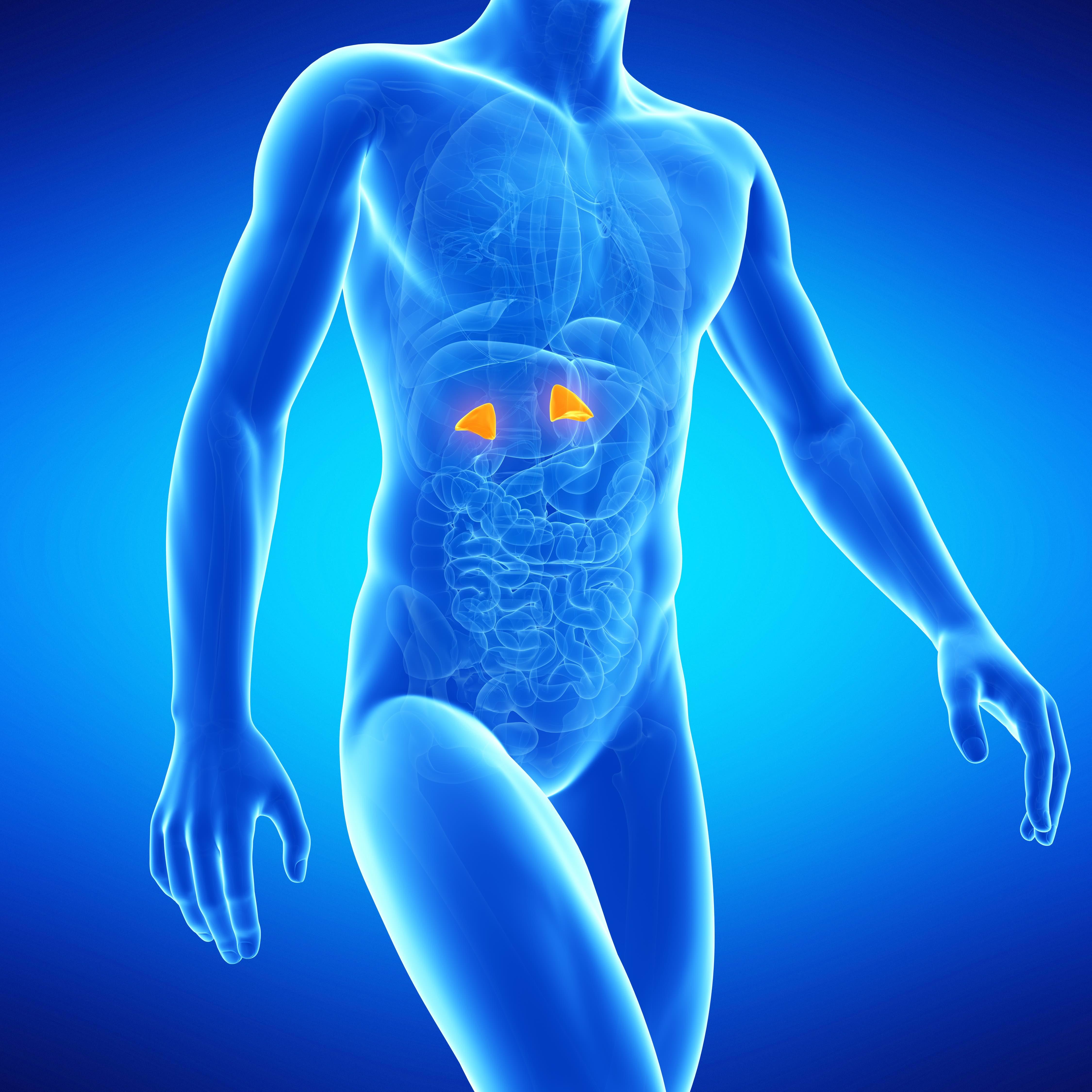 adrenal-health-part-two-adrenal-glands-and-the-body-seventh-day